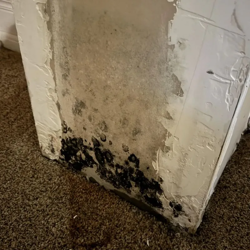 Professional Mold Removal in Konawa, OK